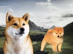 shiba-062-6ad4f4475f707