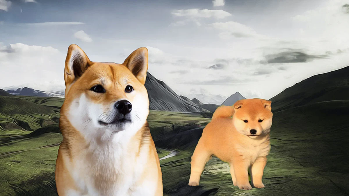 shiba-062-6ad4f4475f707